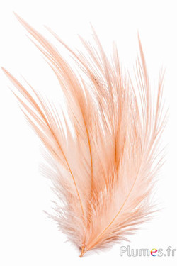 Grue - blanchie - 21-25 cm - crème